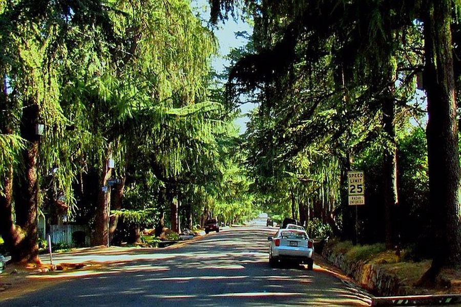 Residential streets lined up with lush trees